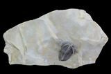 Lemureops Kilbeyi Trilobite - Fillmore Formation, Utah #94718-1